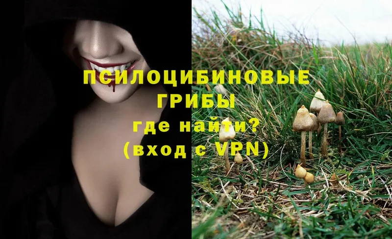 Псилоцибиновые грибы Psilocybine cubensis  как найти закладки  Балахна 